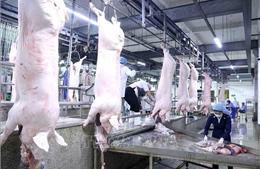 Cân đối nguồn cung thịt lợn góp phần bình ổn thị trường