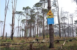 Đắk Nông: Sau 4 năm, mất hơn 100 ha rừng thông tại xã Quảng Sơn