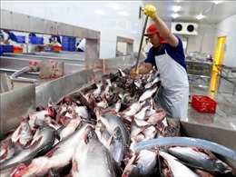 Cơ hội bứt phá cho cá tra - Bài 1: Phục hồi xuất khẩu