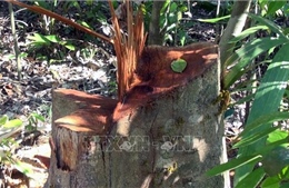Thứ trưởng Hà Công Tuấn: Xử lý trách nhiệm của chủ rừng khi để xảy ra mất rừng
