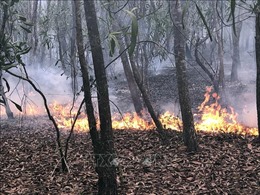 Cơ bản khống chế vụ cháy rừng tràm phòng hộ ở Hòn Đất, Kiên Giang