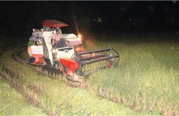 Nông dân Nghệ An thu hoạch lúa vào ban đêm để tránh nắng nóng 40 độ C