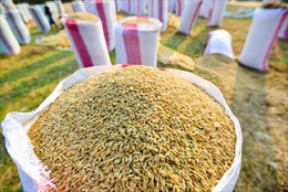 Xuất cấp 2.455 tấn hạt giống lúa, ngô hỗ trợ Thừa Thiên - Huế và Quảng Trị