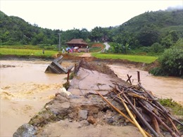 Mưa lũ làm sập cầu, nhiều cánh đồng bị ngập sâu tại Lào Cai