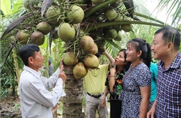 Quảng bá thương hiệu đặc sản dừa sáp Cầu Kè