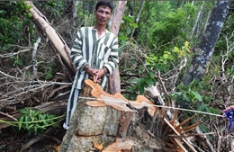 Gia Lai bắt giữ 7 đối tượng liên quan đến vụ phá rừng tại Kbang