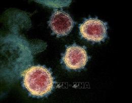 Giới khoa học Đức nghiên cứu kháng thể chống virus SARS-CoV-2