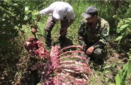 Đồng Nai: Truy bắt nhóm đối tượng sát hại bò tót trong Vườn quốc gia Cát Tiên