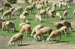 Nâng tầm thương hiệu sản phẩm cừu Ninh Thuận