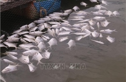 Cá nuôi lồng bè trên sông Chà Và chết hàng loạt