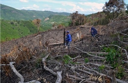 Về vụ phá rừng tại Phú Yên do TTXVN phản ánh: Kiểm tra thực tế, làm rõ trách nhiệm cán bộ phụ trách địa bàn