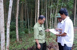 Hàng trăm hecta đất rừng ở Thừa Thiên – Huế bị xâm lấn trong thời gian dài