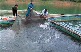 Hướng đi mới từ nuôi cá lồng trên lòng hồ thủy điện