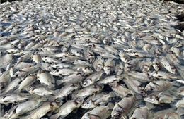 Hơn 1,6 tấn cá sặc bổi bị chết do sét đánh