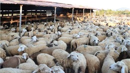 Giá dê, cừu tại Ninh Thuận liên tục tăng cao