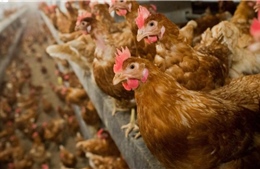 Đức tiêu hủy 29.000 con gà sau khi phát hiện một ổ dịch cúm gia cầm H5N8