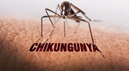 Đột phá trong nghiên cứu vaccine ngừa bệnh chikungunya