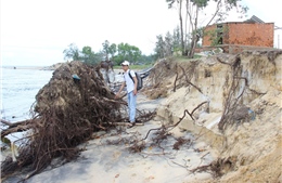 Quảng Nam: Sạt lở bờ biển Tam Hải chưa có dấu hiệu dừng lại