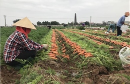 Bội thu tại vùng sản xuất chuyên canh cà rốt 