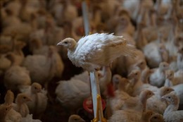 Đức tiêu hủy hàng chục nghìn con gà tây để ngăn chặn cúm gia cầm