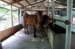 Khẩn trương xử lý dịch bệnh lở mồm long móng trên bò tại Bến Tre