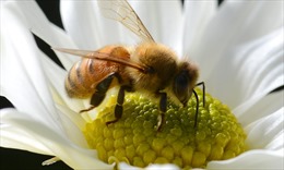 Ong là loài động vật có nọc độc nguy hiểm nhất ở Australia