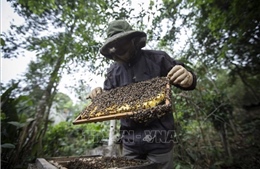 Bộ Công Thương: DOC đã áp mức thuế quá cao với nghề nuôi ong của Việt Nam