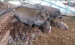 Hiệu quả kinh tế cao từ mô hình nuôi lợn sọc dưa ở Kon Tum