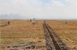 Trà Vinh khuyến khích nông dân giảm lúa vụ 3