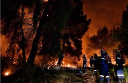 20 km2 rừng thông tại Hy Lạp bị thiêu trụi 