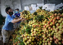 Thủ tướng Chính phủ chỉ đạo tháo gỡ khó khăn tiêu thụ nông sản cho Bắc Giang