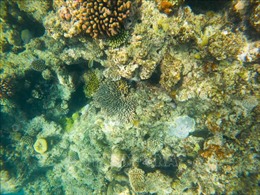 Các nhà khoa học ủng hộ kế hoạch của UNESCO đối với rạn san hô Great Barrier