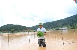 Mưa lũ gây nhiều thiệt hại ở Lâm Đồng