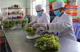 Nho xanh Ninh Thuận lên sàn giao dịch thương mại điện tử