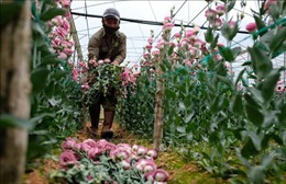 Hỗ trợ nông dân Lâm Đồng tiêu thụ hoa và nông sản 