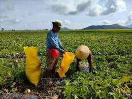 Kiên Giang giải quyết đầu ra nông sản hàng hóa cho nông dân