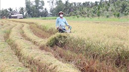 Bến Tre tập trung hỗ trợ nông dân thu hoạch lúa Hè Thu
