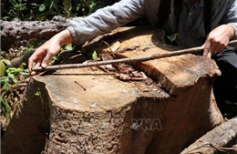 Phú Yên: Rừng thuộc Di tích lịch sử Hội trường Mùa Xuân bị xâm hại