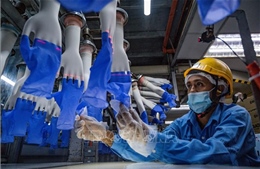 Mỹ dỡ bỏ lệnh cấm nhập khẩu găng tay y tế của Top Glove