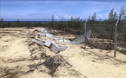 Kiểm tra, xử lý vụ phá 5,26 ha rừng phòng hộ ven biển ở Bình Định