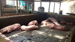Tuyên Quang tái phát dịch tả lợn châu Phi