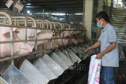 Giá lợn hơi giảm mạnh, người chăn nuôi thua lỗ nặng