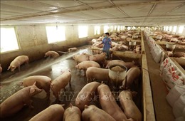 Dự báo giá lợn hơi sẽ tiếp tục tăng