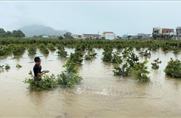Nhiều vườn mai Bình Định vẫn ngập trong nước lũ
