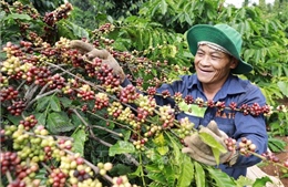 Đắk Lắk: Chủ động nguồn nhân lực thu hái cà phê
