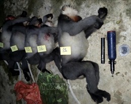 Xác định hai đối tượng bắn chết 5 cá thể Voọc chà vá quý hiếm tại Quảng Ngãi
