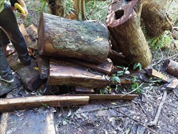 Khởi tố vụ án phá rừng, gây thiệt hại gần 22 m3 gỗ hương tại Vườn Quốc gia Kon Ka Kinh