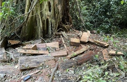 Phạt hơn 153 triệu đồng đối với 5 đối tượng phá rừng trái pháp luật 