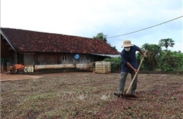 Nông dân Đắk Lắk hối hả thu hoạch cà phê