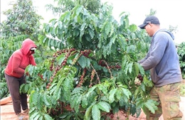 Đắk Lắk xử lý tồn tại dự án cấp nước tưới cho cây cà phê  